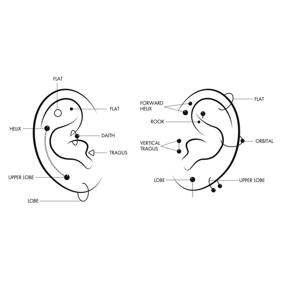 Map of ear piercing locations vector