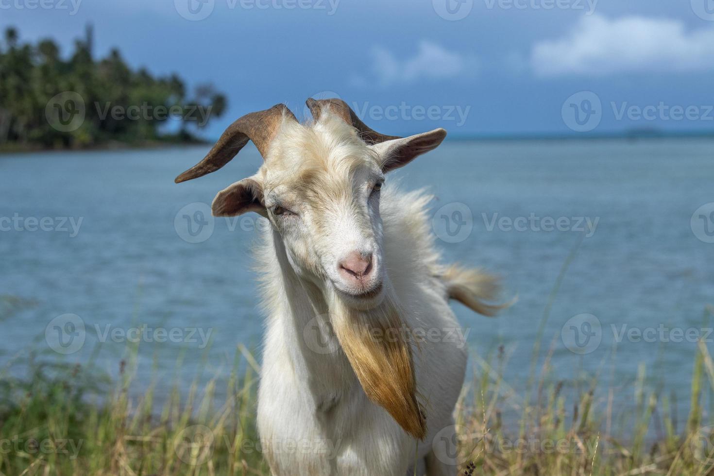 Goat charging attacking you 12185634 Stock Photo at Vecteezy