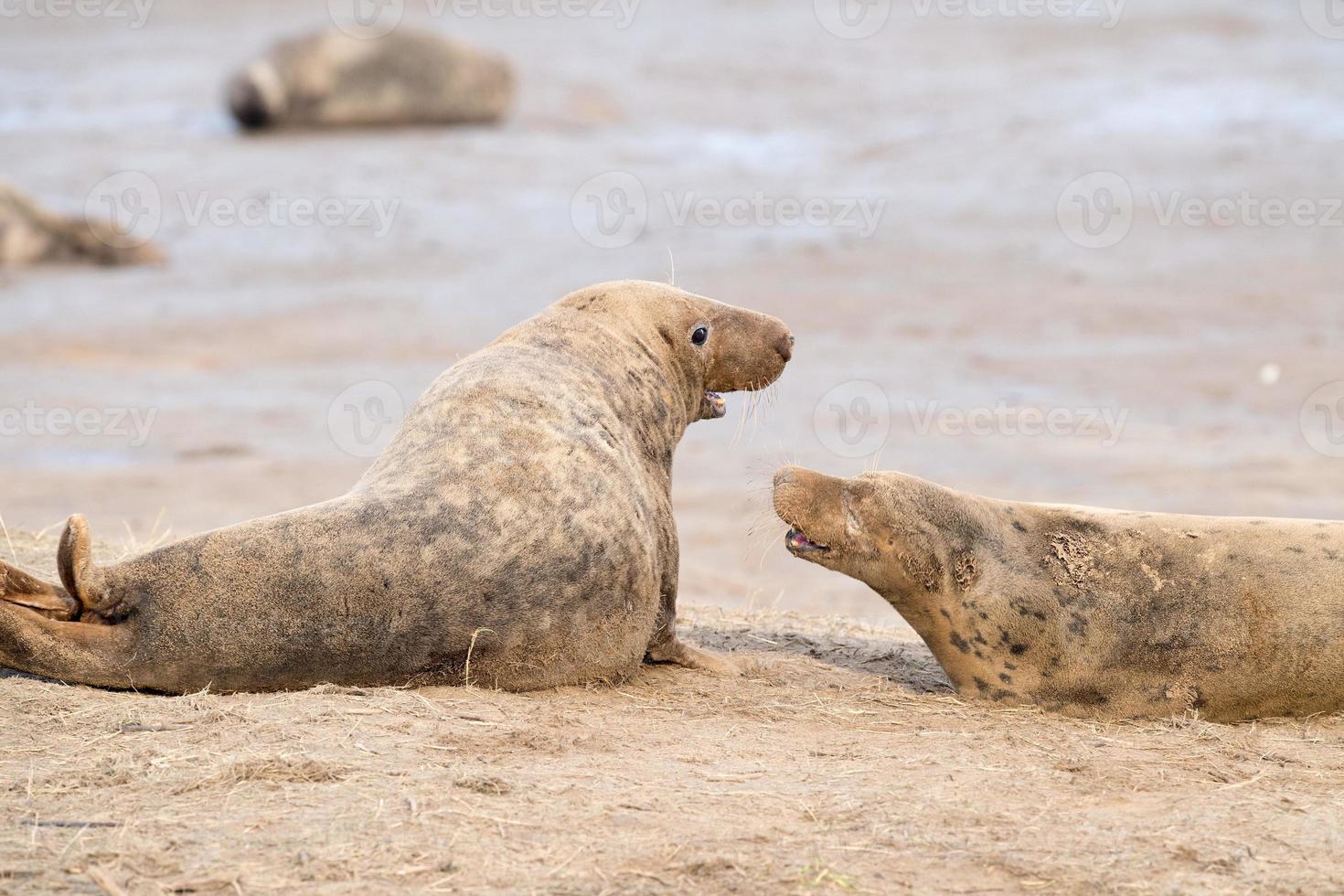 male grey seal while fighting photo