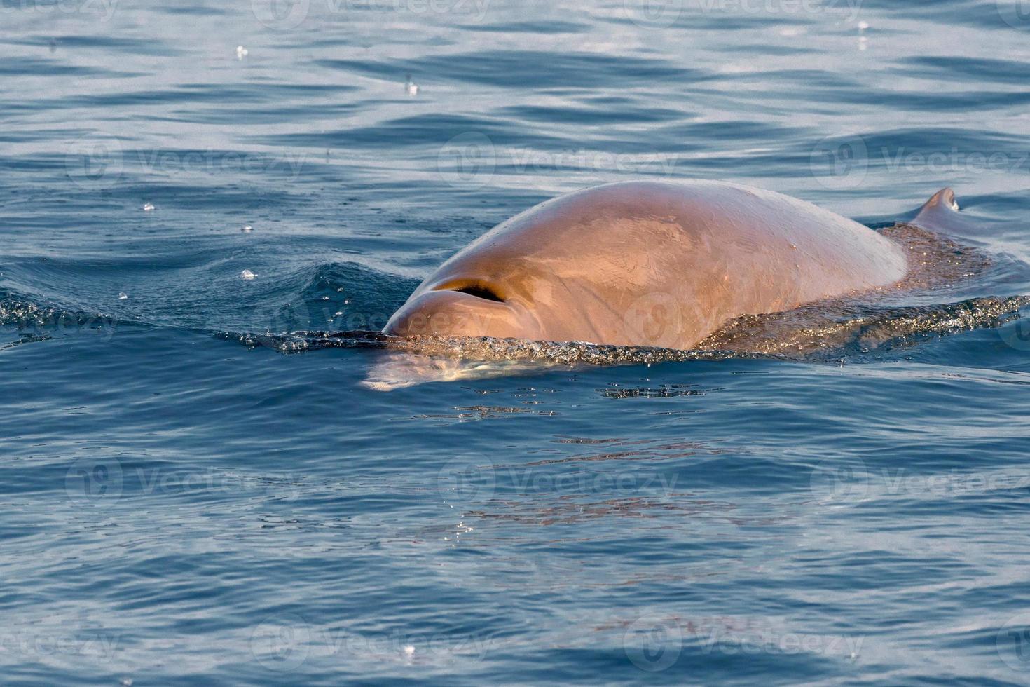 Rare Goose Beaked whale dolphin Ziphius cavirostris photo