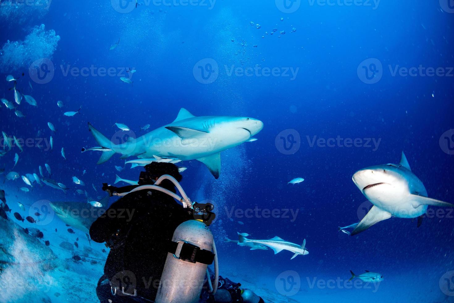 bull shark while ready to attack while feeding photo