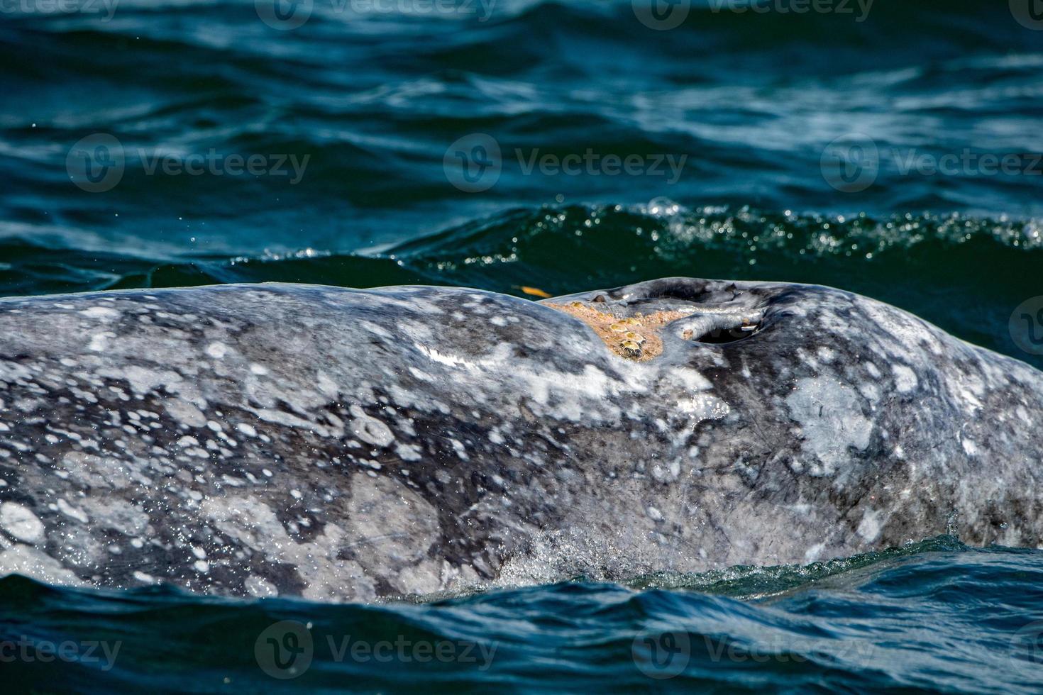 grey whale mother nose breathing photo