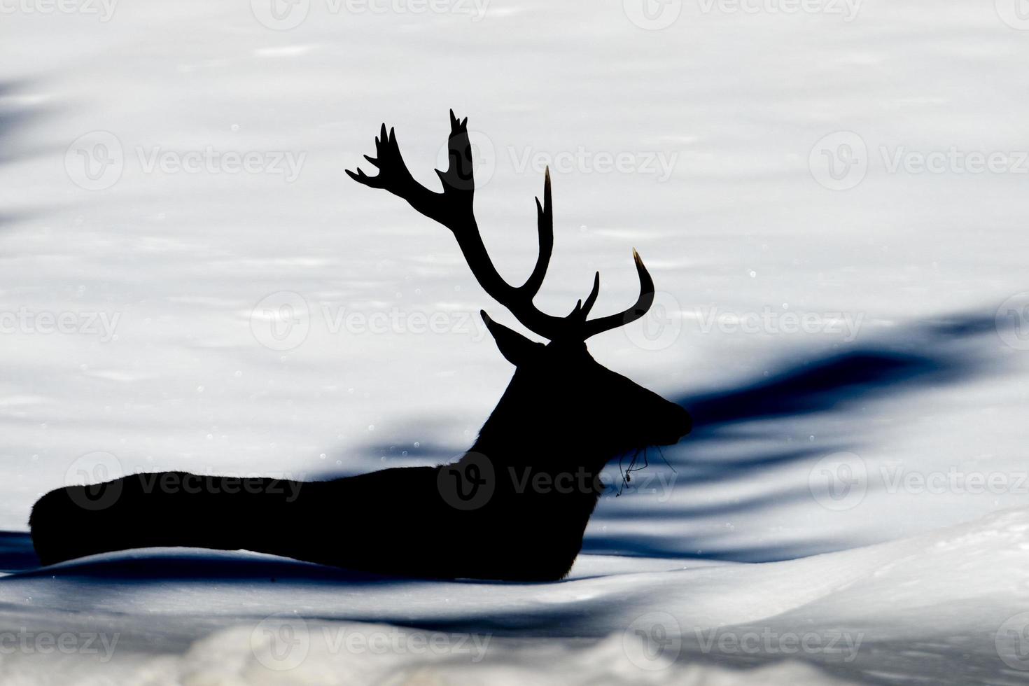 Deer on the snow background photo