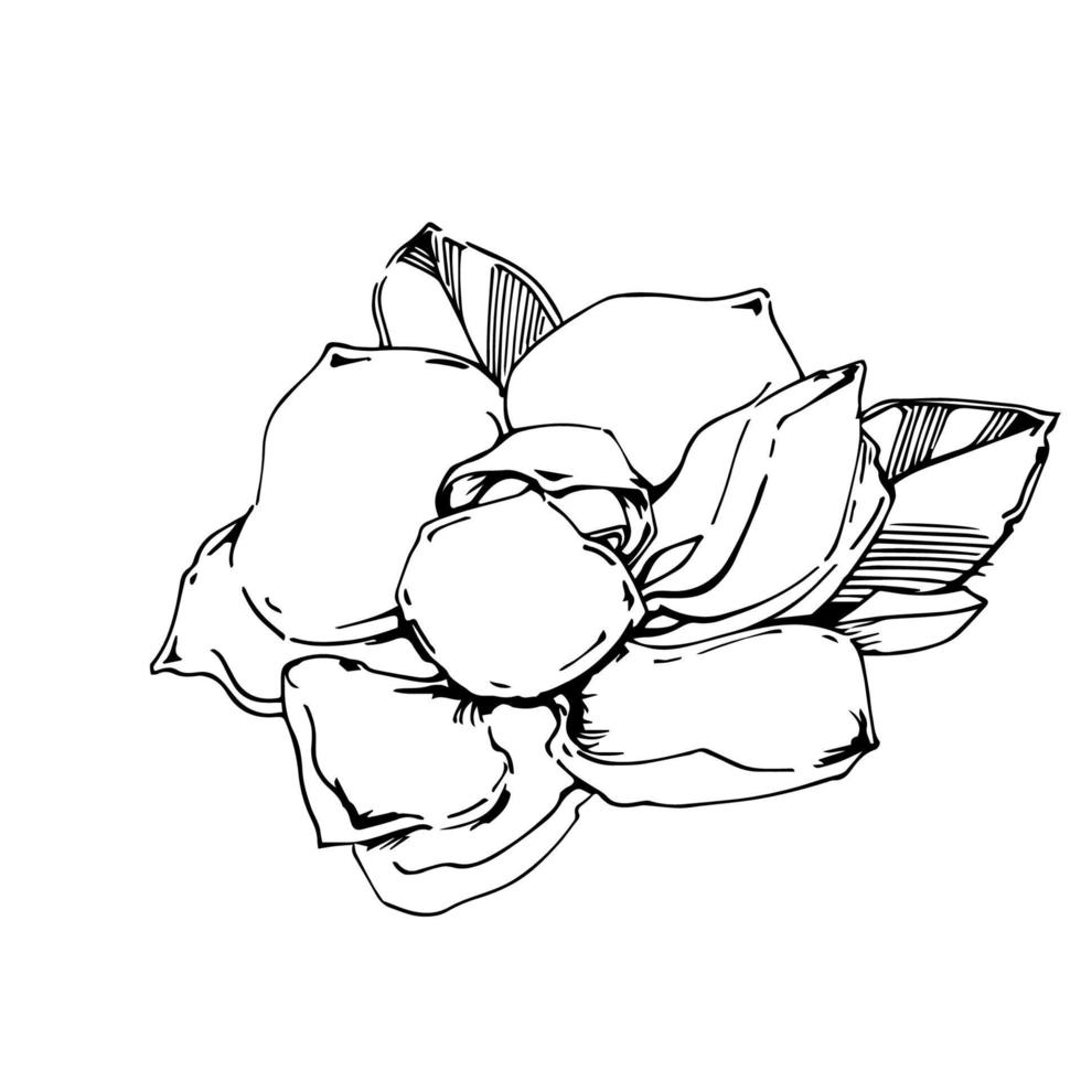 Vector sketch of black hand-painted magnolia flower