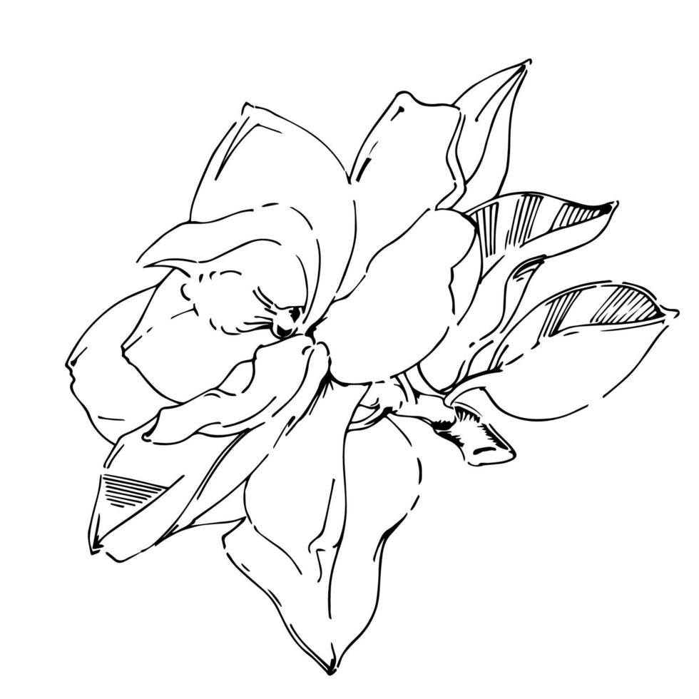 Vector sketch of black hand-painted magnolia flower