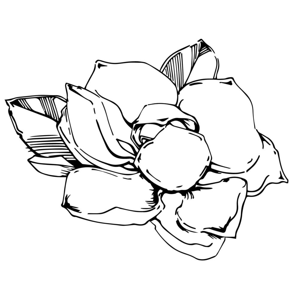 Vector sketch of black hand-painted magnolia flower