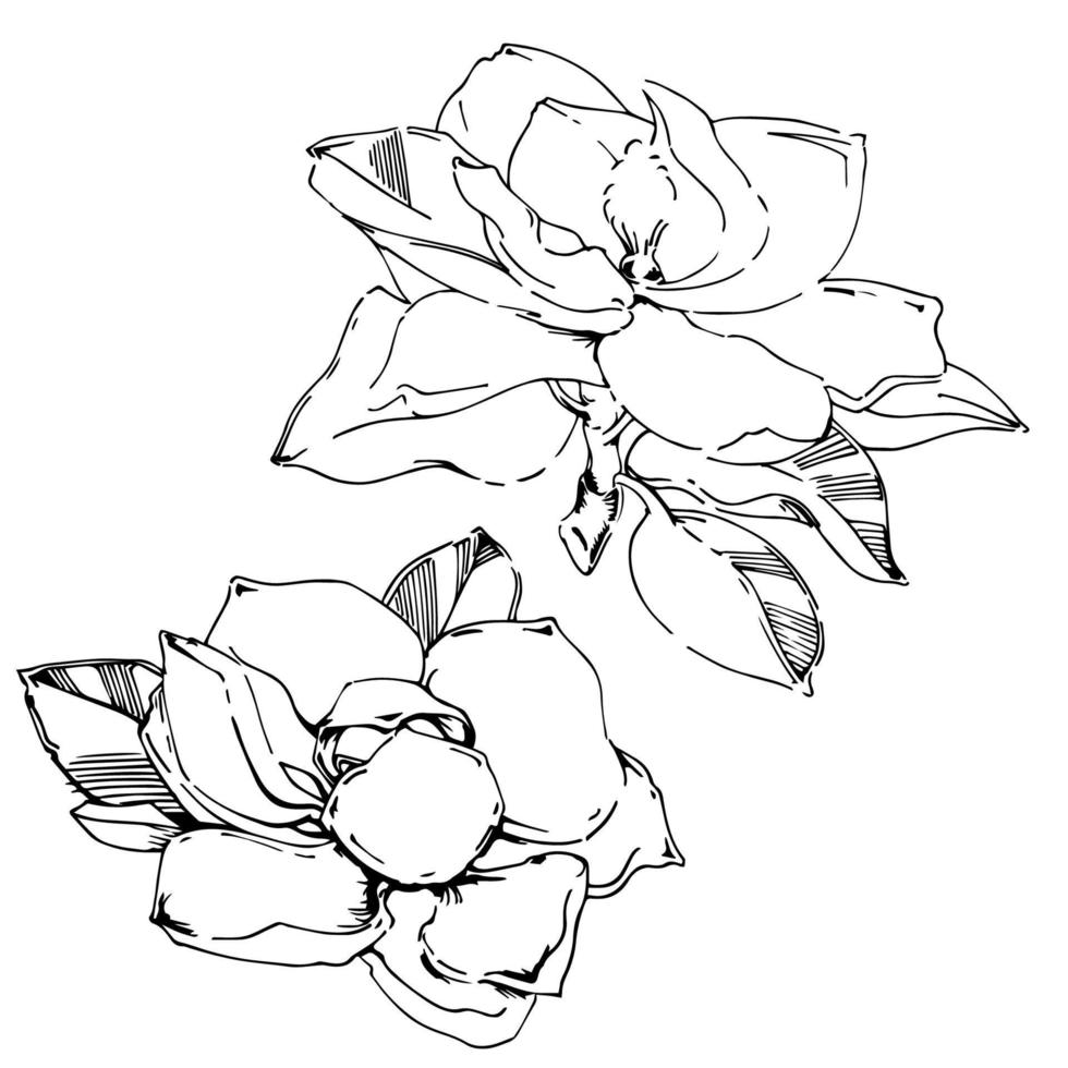 Vector sketch of black hand-painted magnolia flower