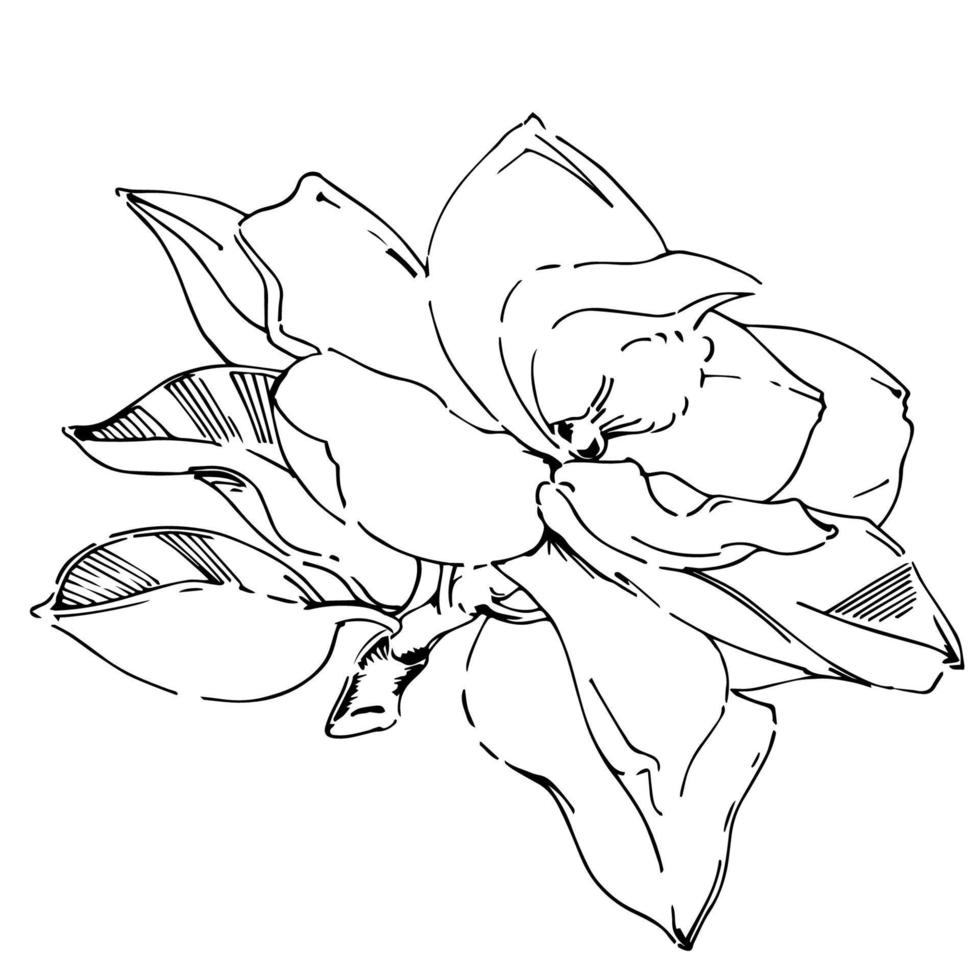 Vector sketch of black hand-painted magnolia flower