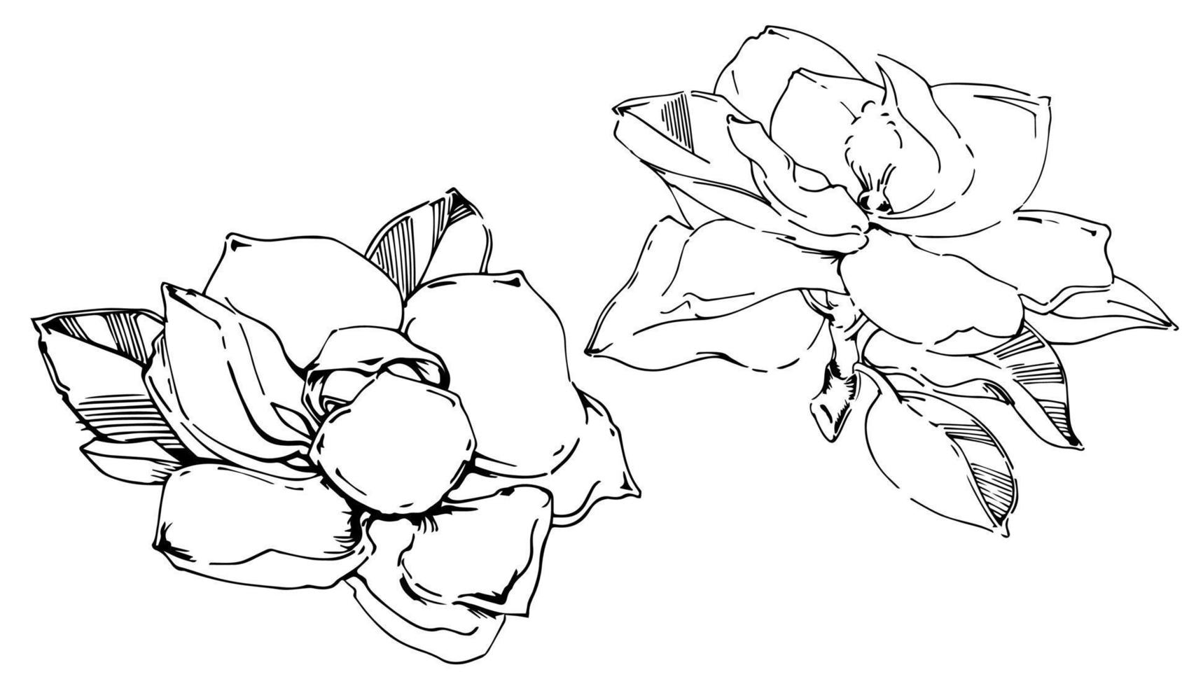 Vector sketch of black hand-painted magnolia flower