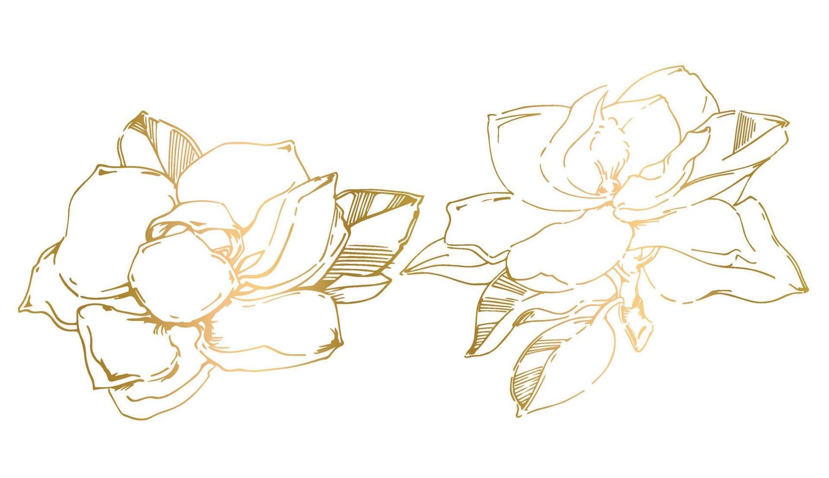 dibujo vectorial de flor de magnolia negra pintada a mano vector