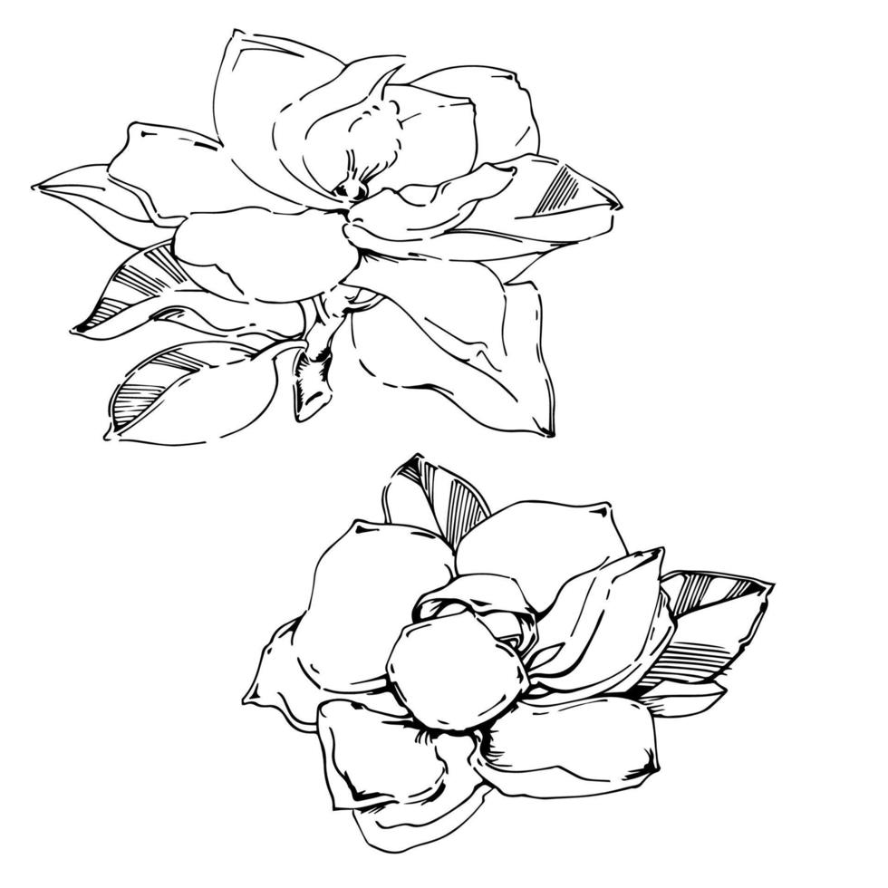 Vector sketch of black hand-painted magnolia flower