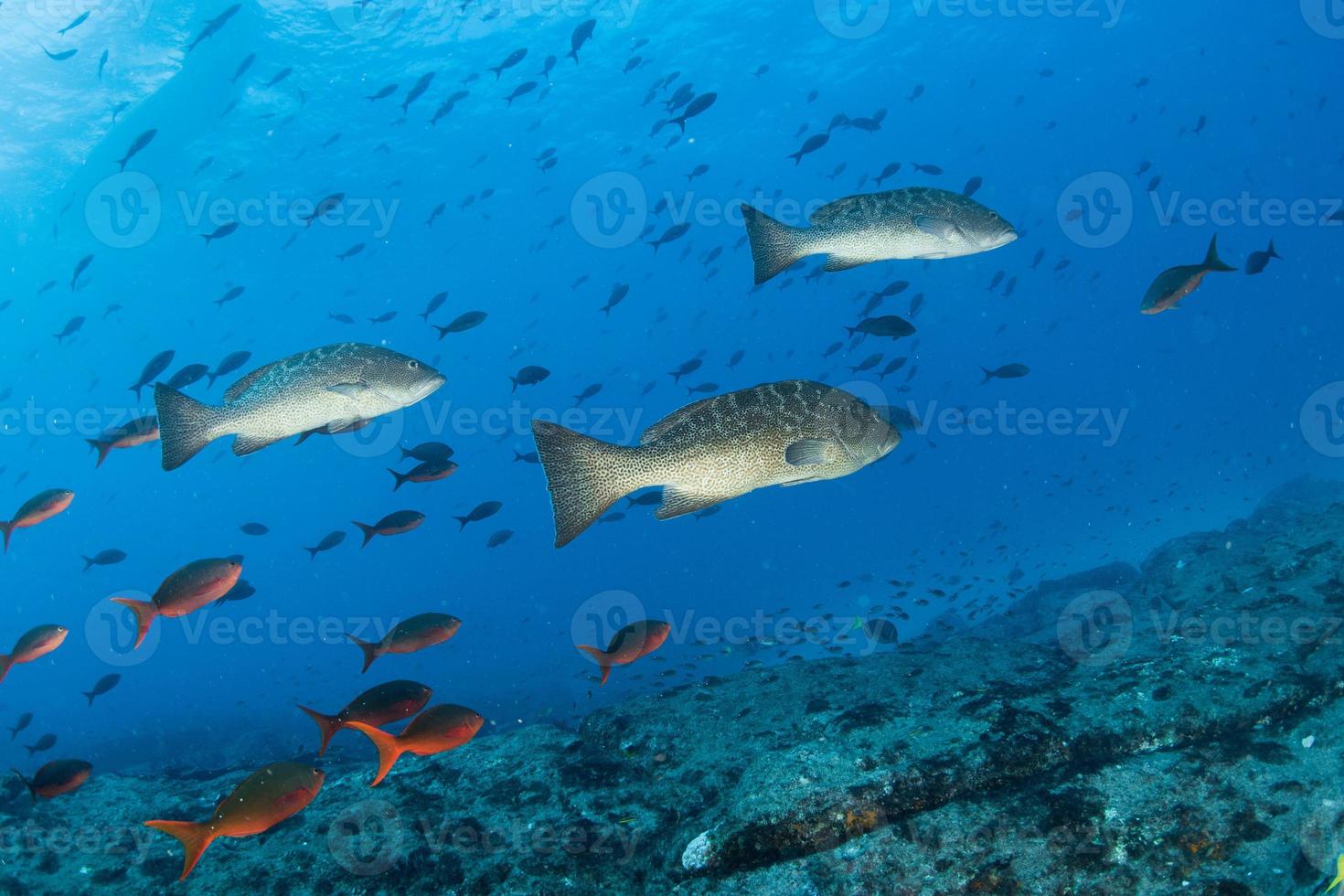 grouper sweetlips school of fish underwater photo