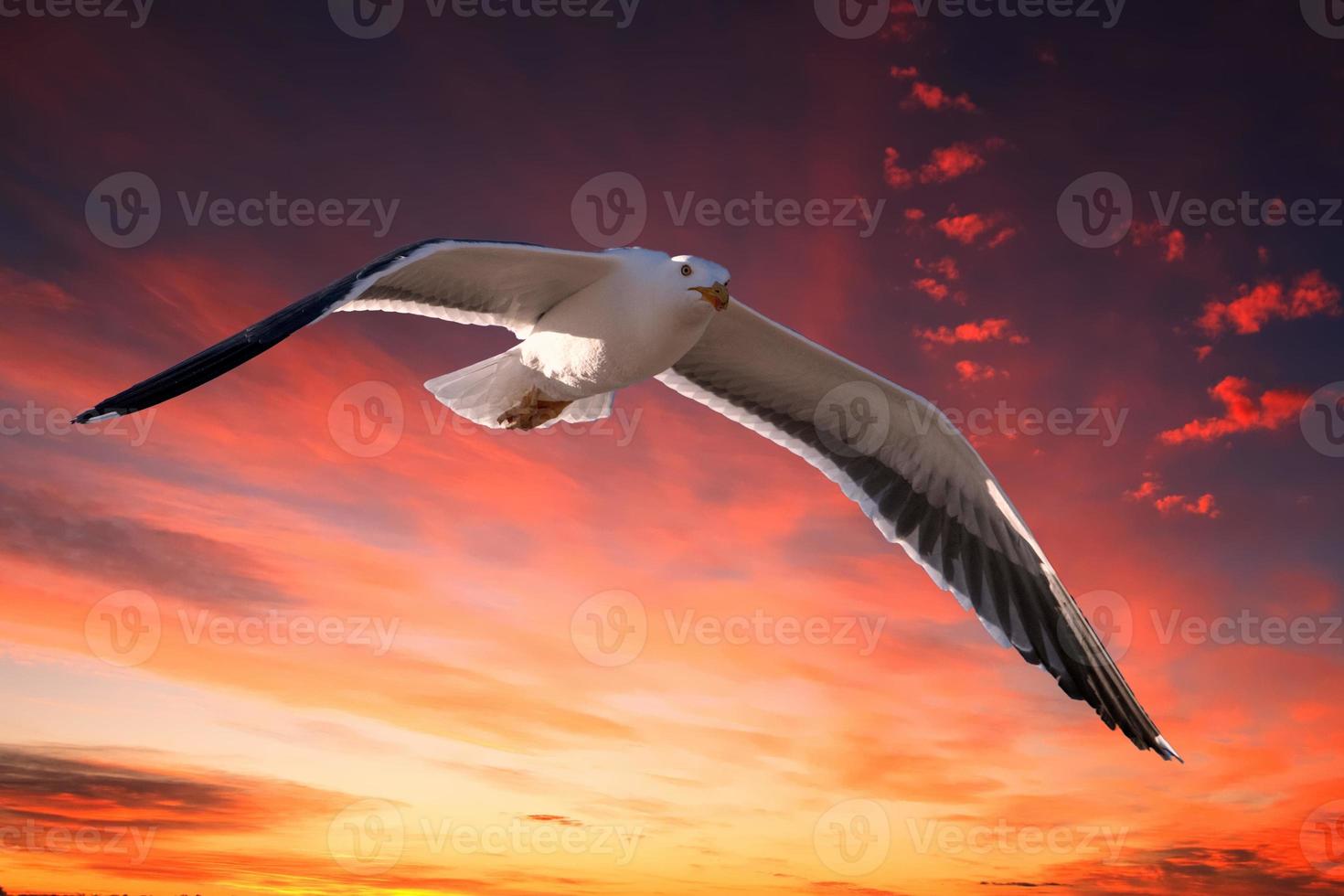 gaviota volando en el fondo rojo de la puesta de sol foto