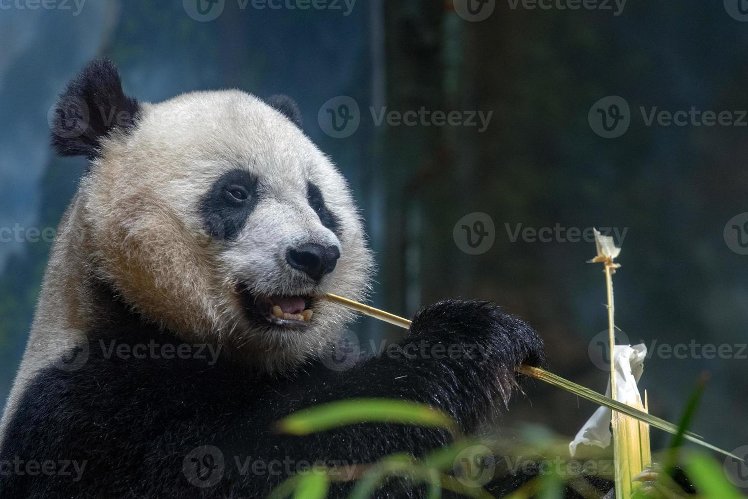 giant panda while eating bamboo photo