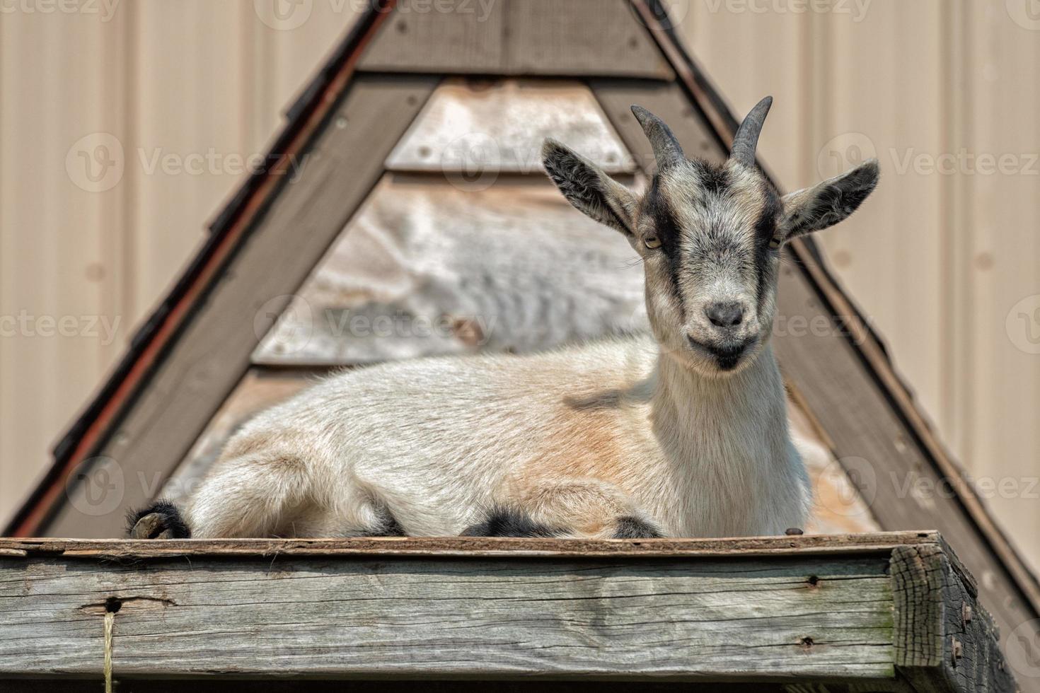 goat on a roof in a farm photo