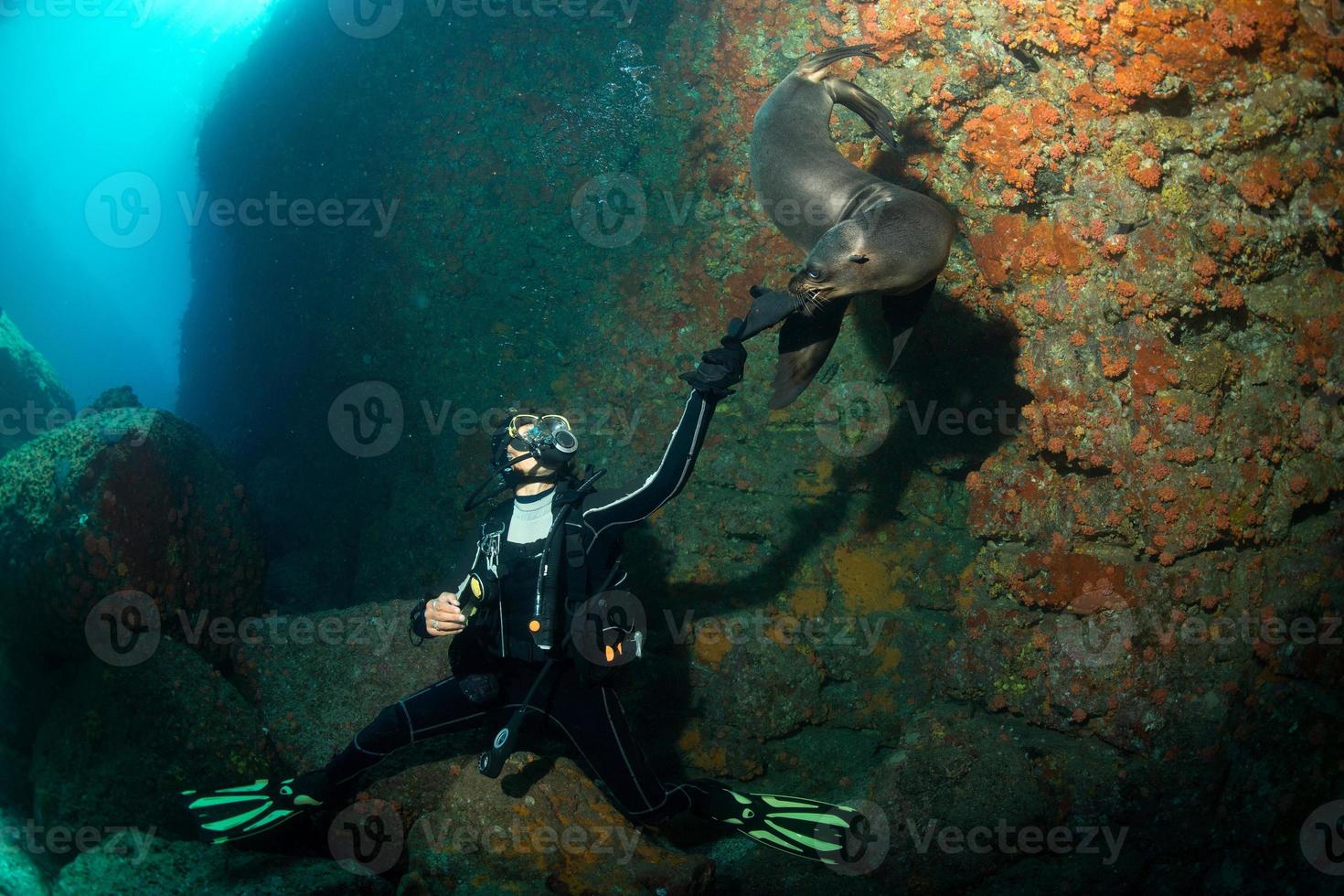 Young puppy californian sea lion touching a scuba diver photo