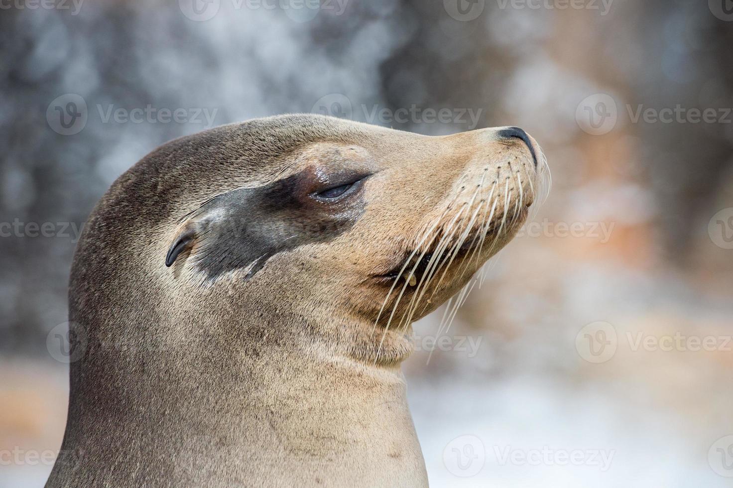 californian sea lion close up portrait photo