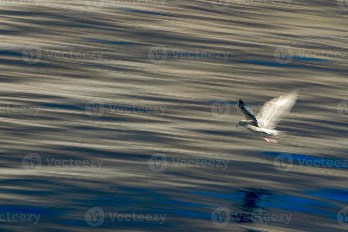 blur seagull while flying long time exposure photo