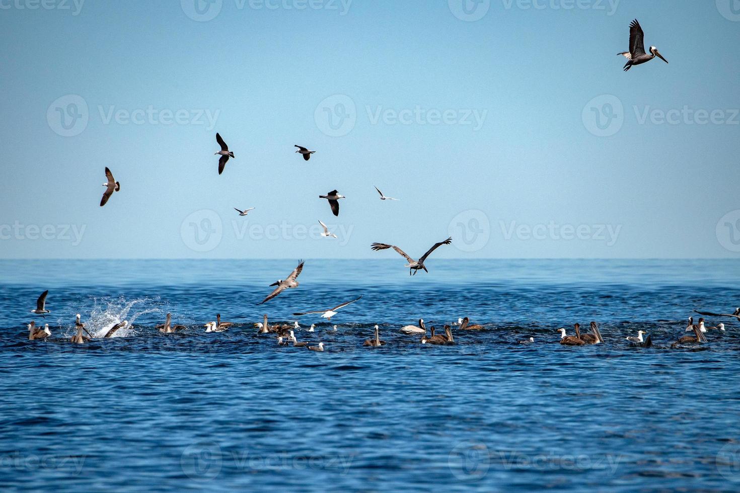 Pelican and dolphin hunting in sardines bait ball fish photo
