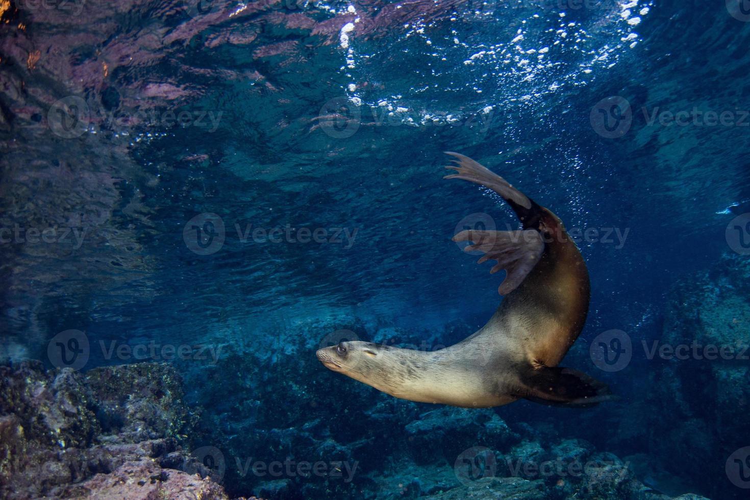 sea lion seal underwater while diving galapagos photo