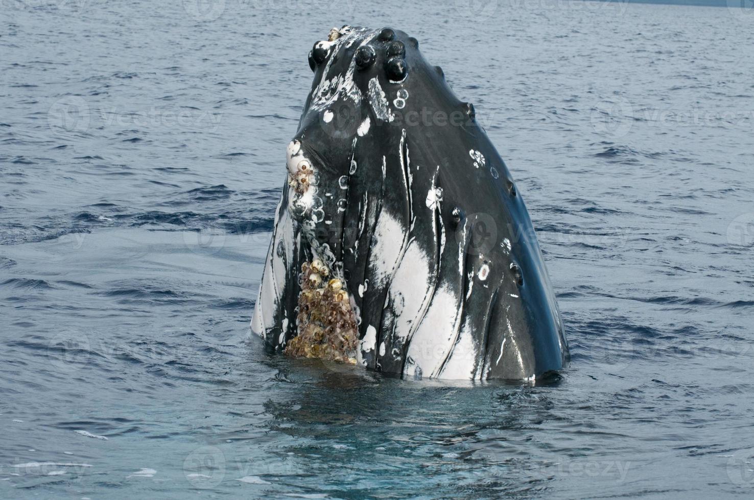 Humpback whale head comuing up in deep blue polynesian ocean photo