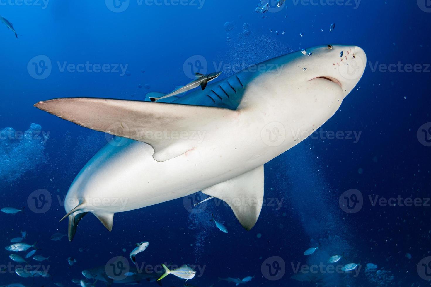 bull shark while shark feeding photo