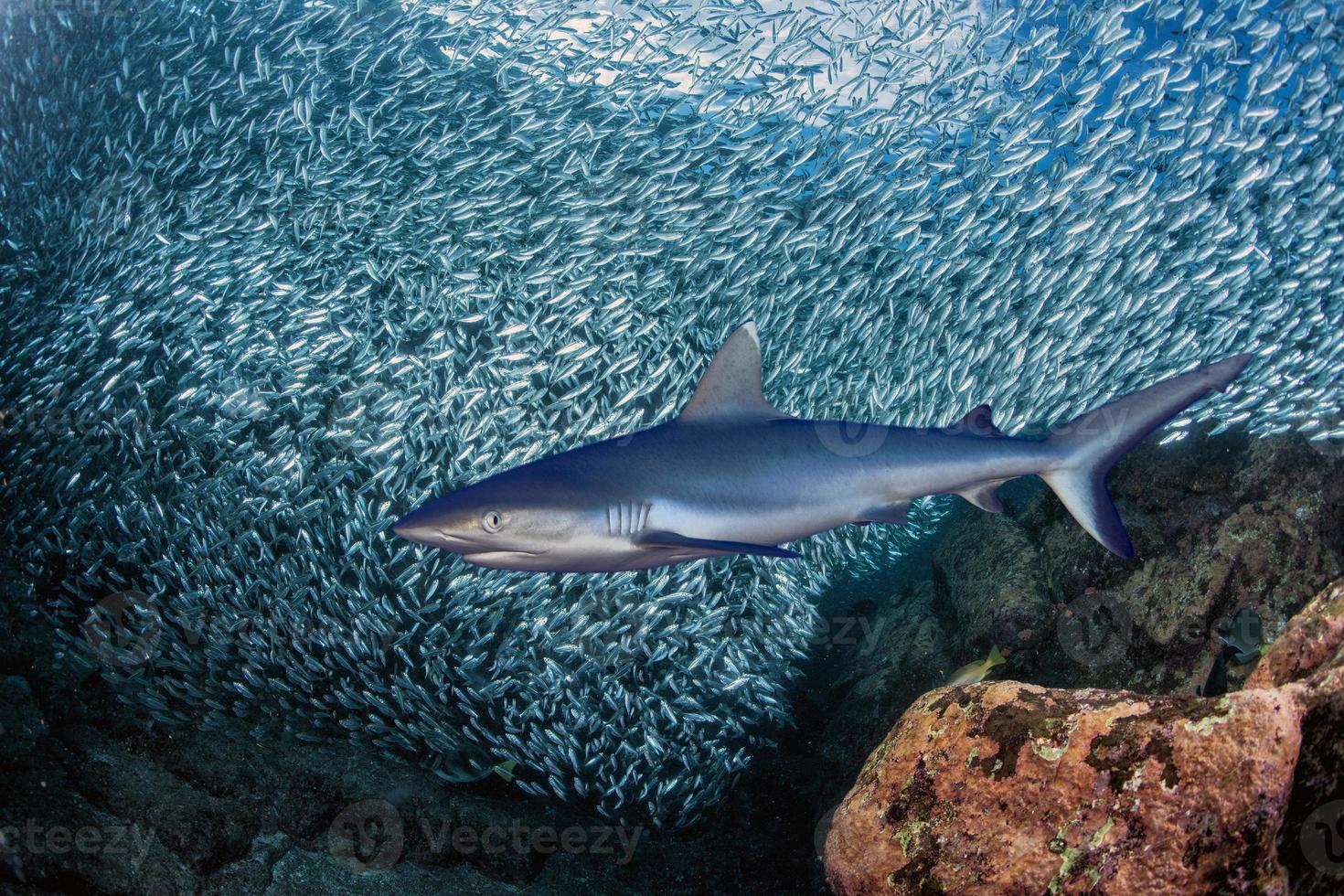 Grey shark ready to attack underwater photo