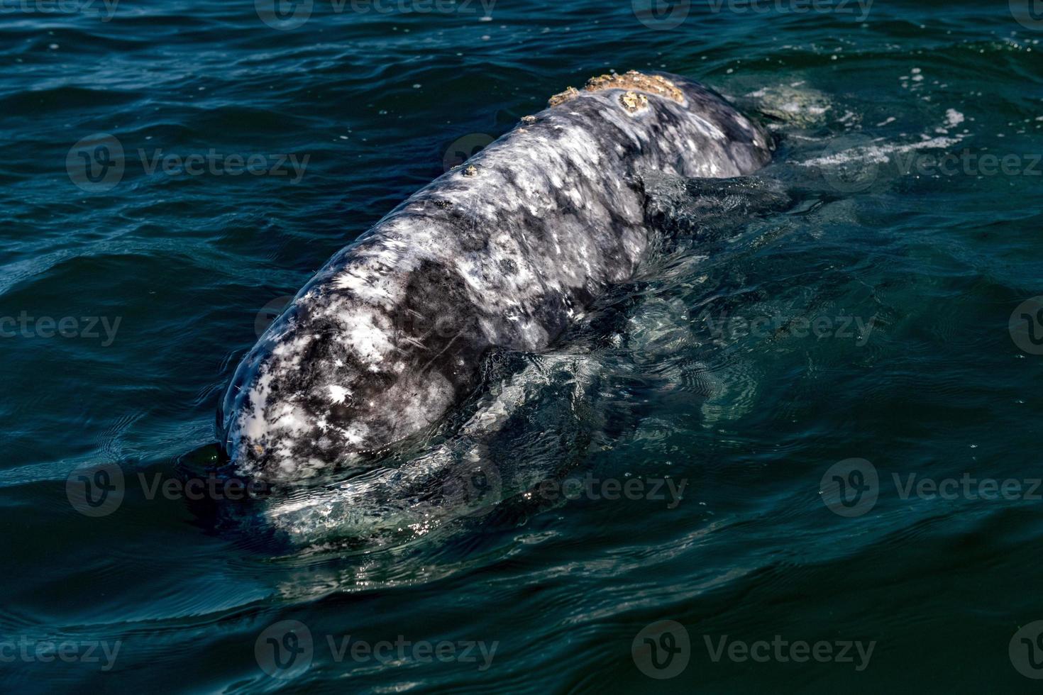 grey whale mother nose going up photo