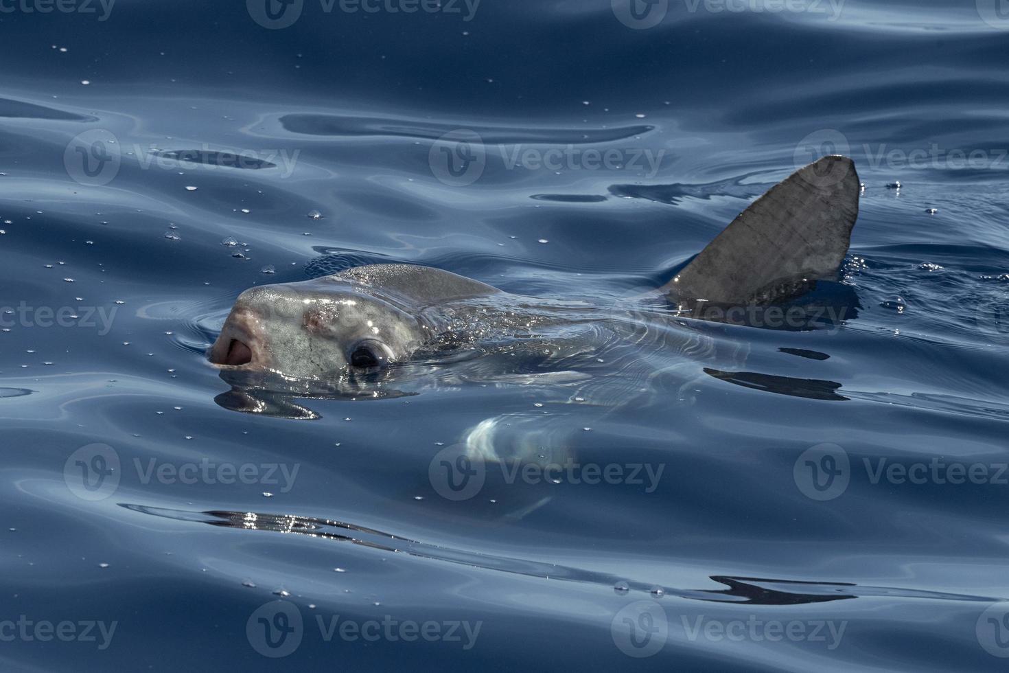 sunfish on sea surface while eating velella jellyfish 12186280 Stock