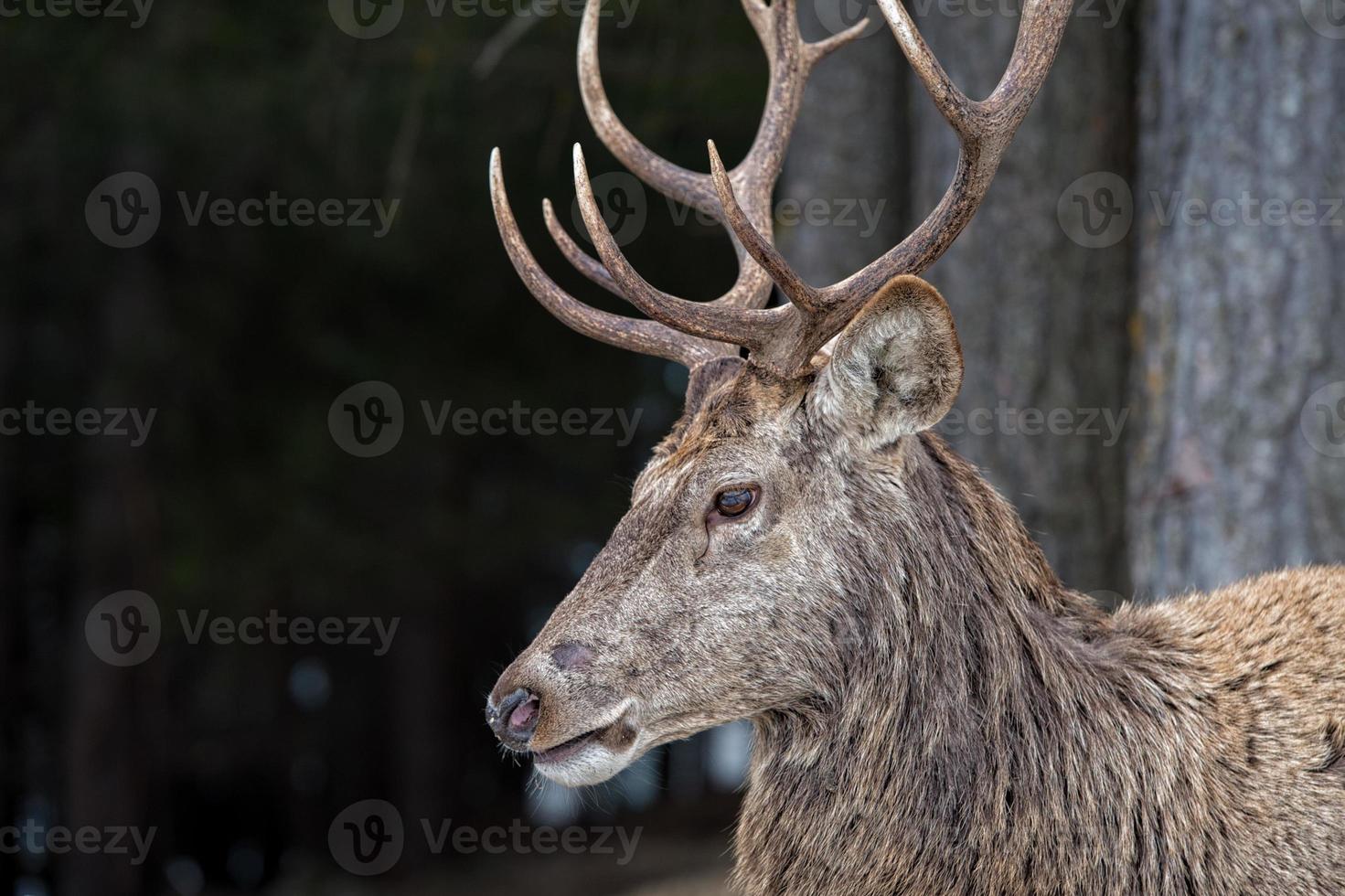 Deer on the grass background photo