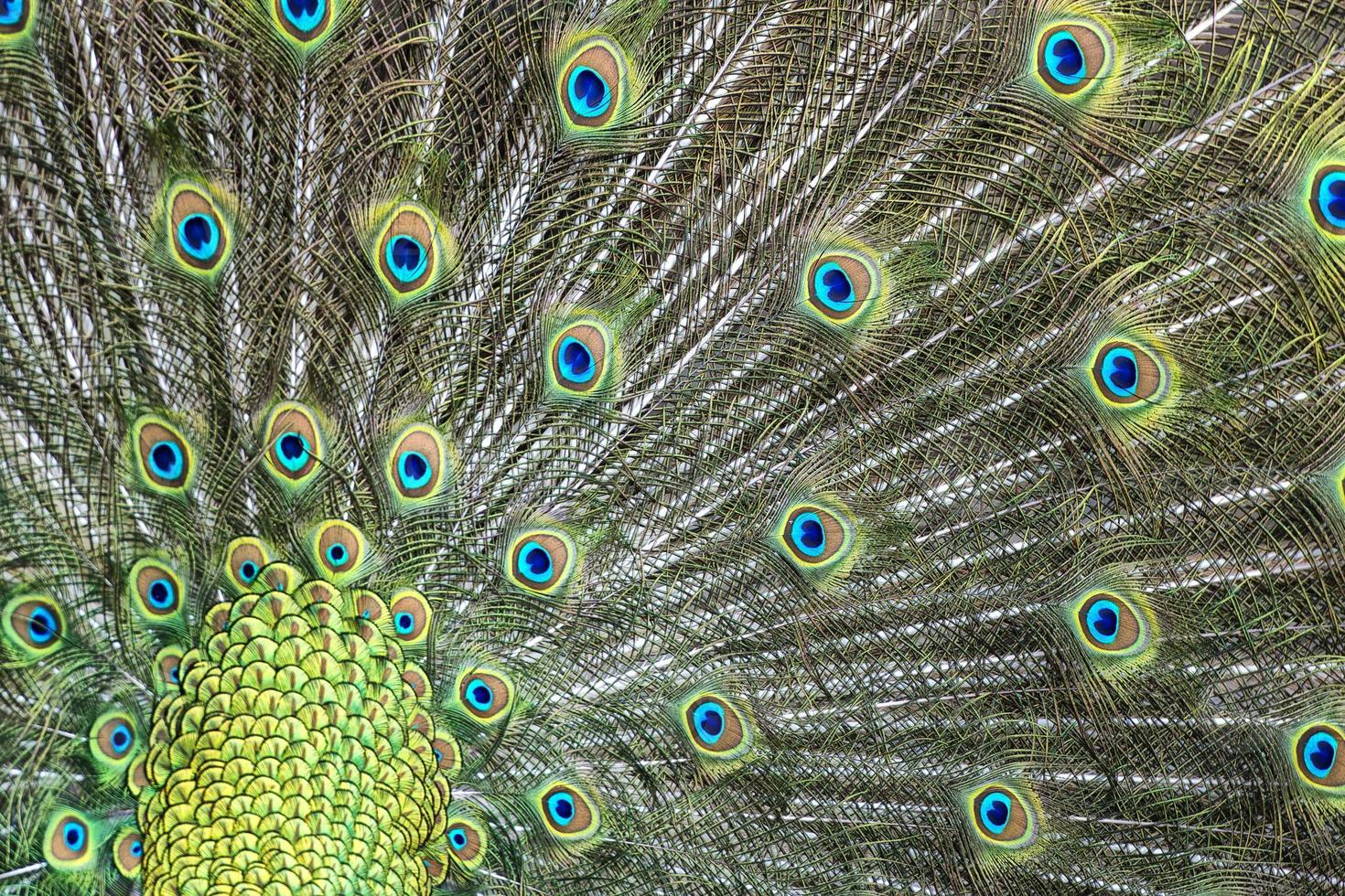 pavo real ave maravilloso pluma rueda abierta retrato foto