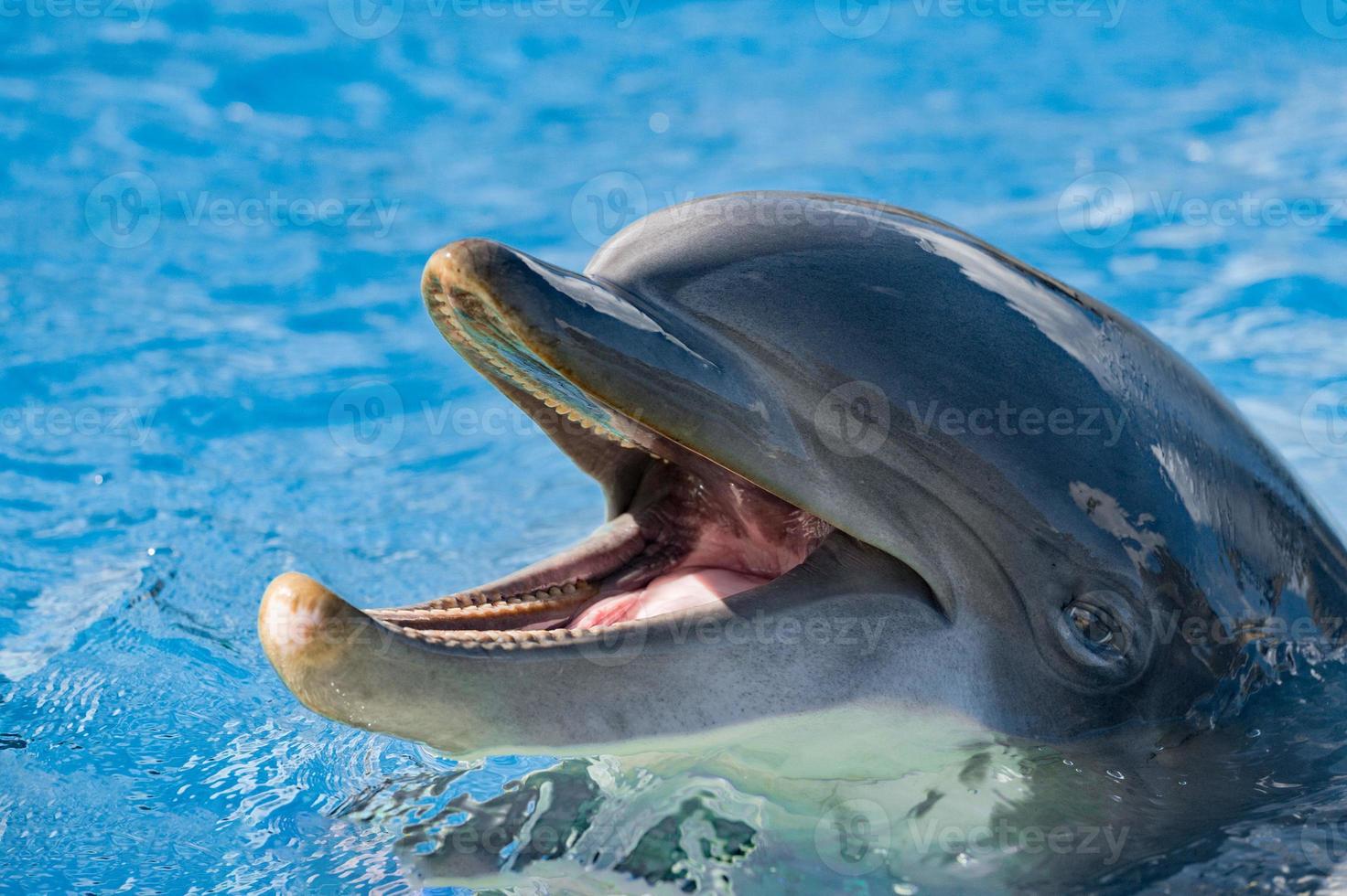 dolphing smiling close up portrait photo