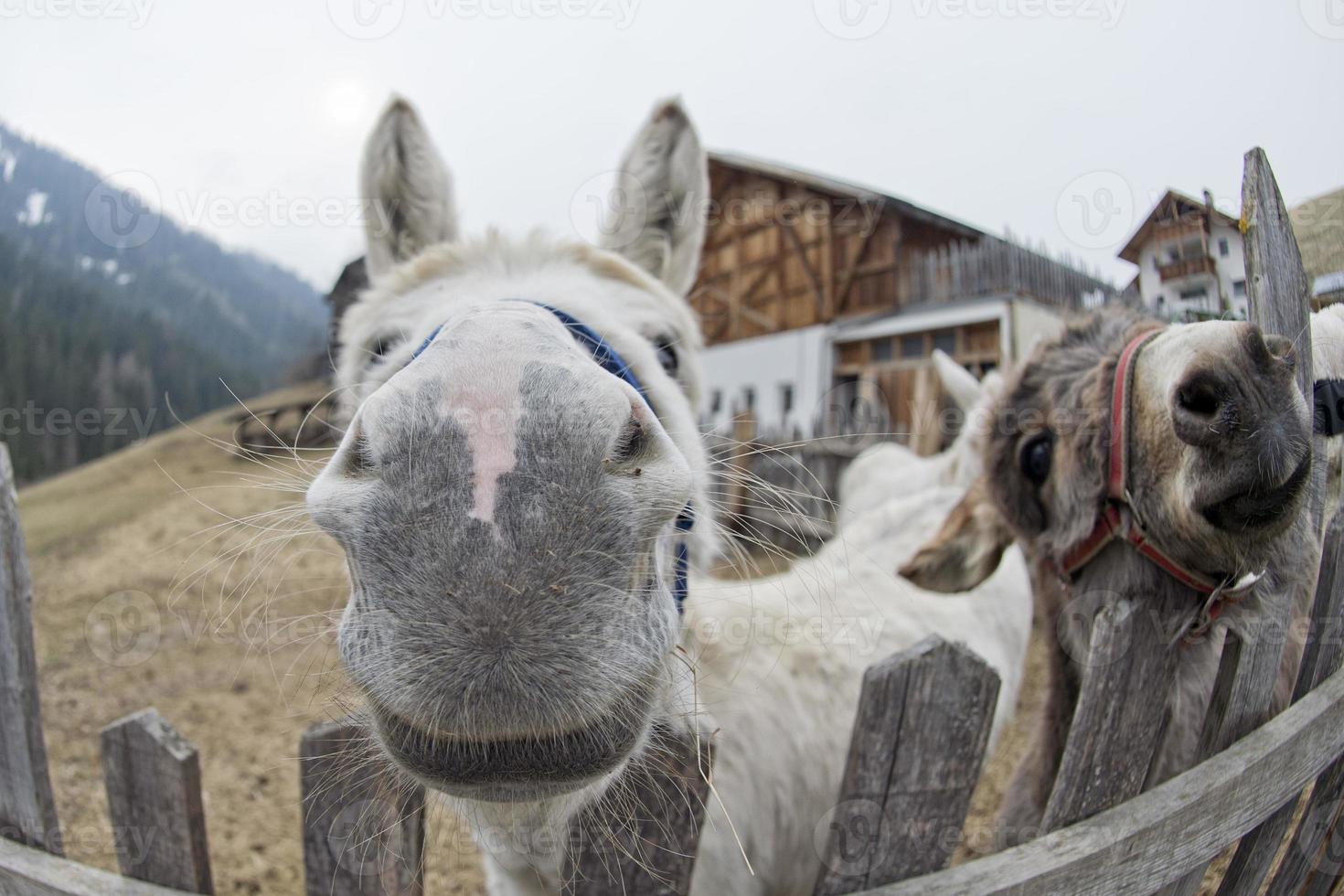 white donkey portrait photo