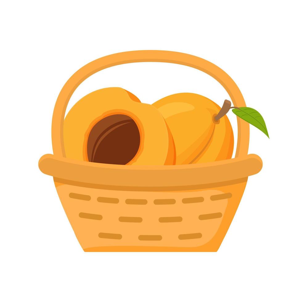 Apricot fruit basket. Flat vector illustration. Harvesting fruits.Picnic concept icons.Isolated on a white background.Ripe apricot fruits.