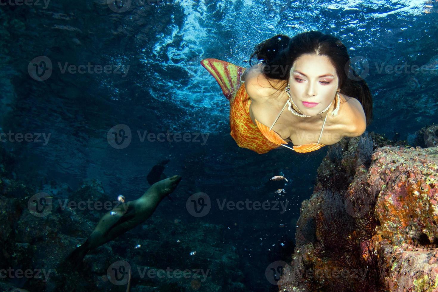 sirena nadando bajo el agua en el mar azul profundo con una foca foto