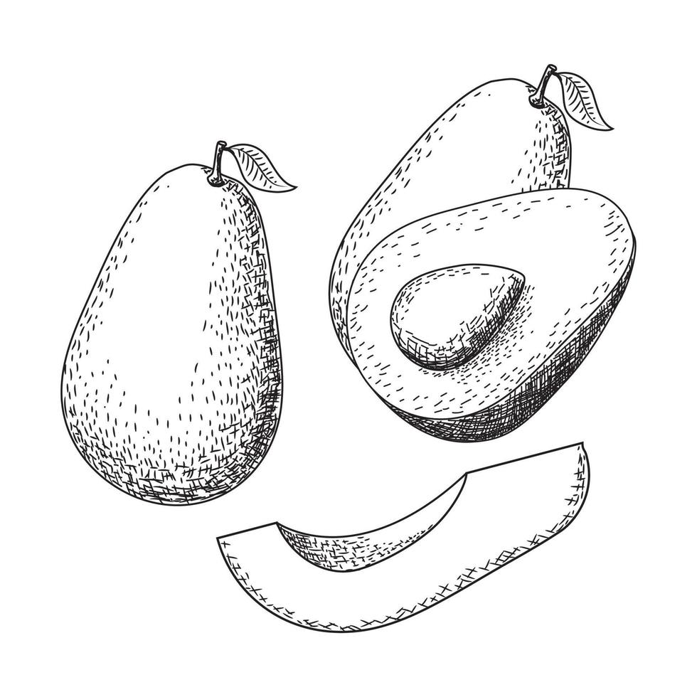 boceto de aguacate dibujado a mano. dibujo de alimentos de frutas tropicales de verano. concepto para pancartas, etiquetas, carteles de alimentos saludables.aislado en un fondo blanco. vector