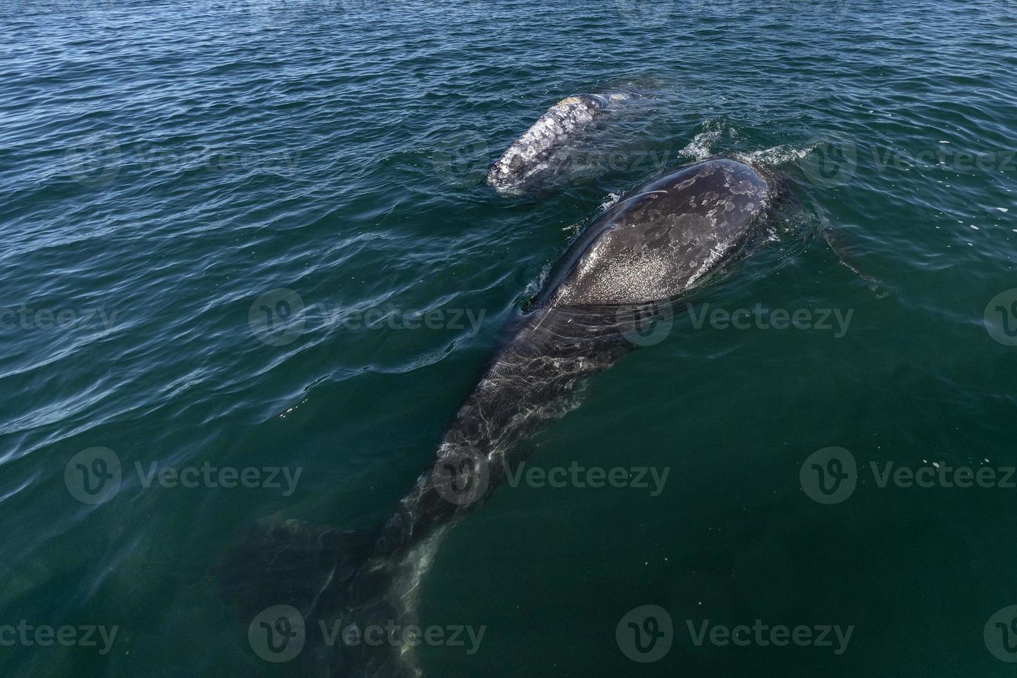 avistamiento de ballenas grises en baja california foto