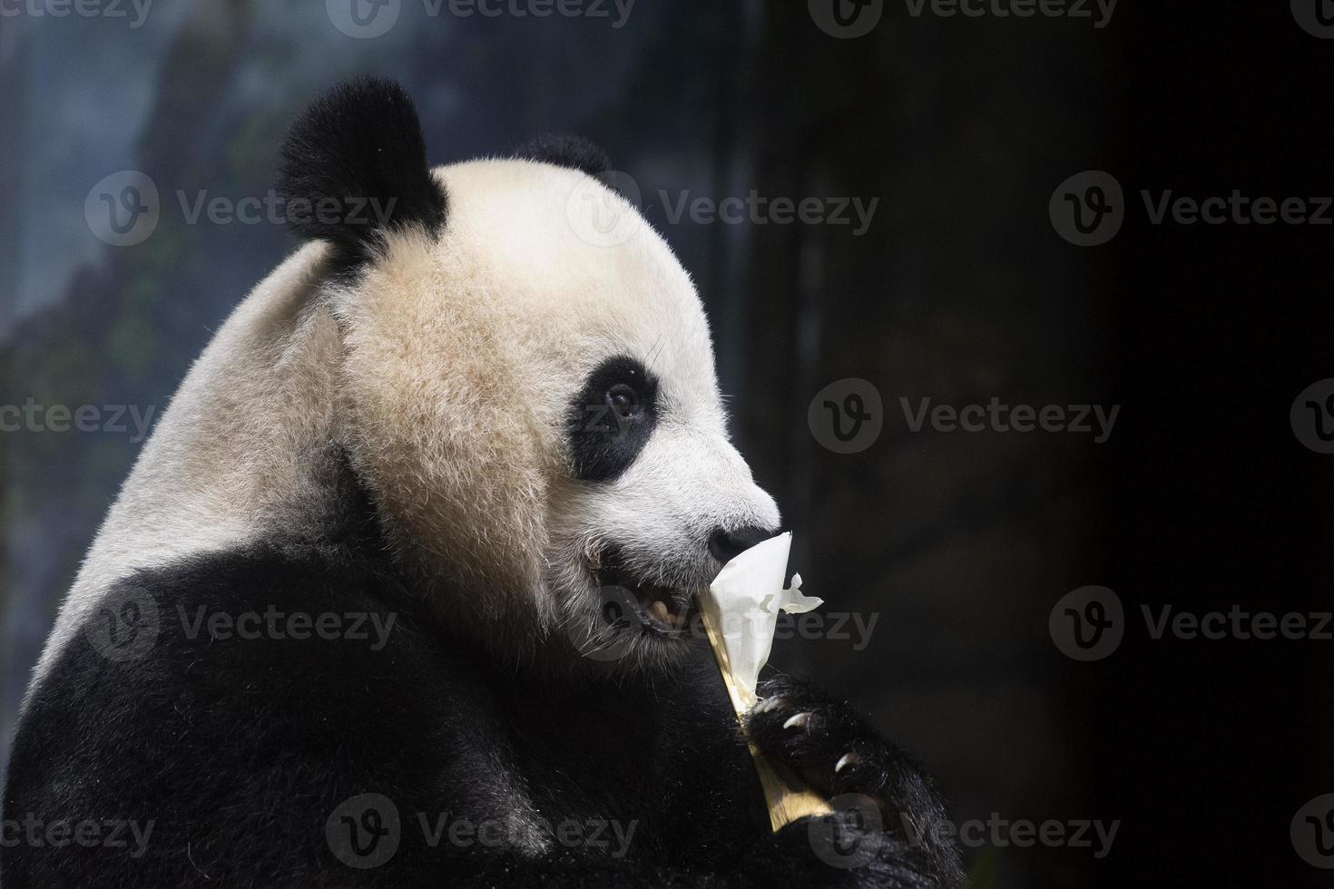 panda gigante mientras come bambú foto