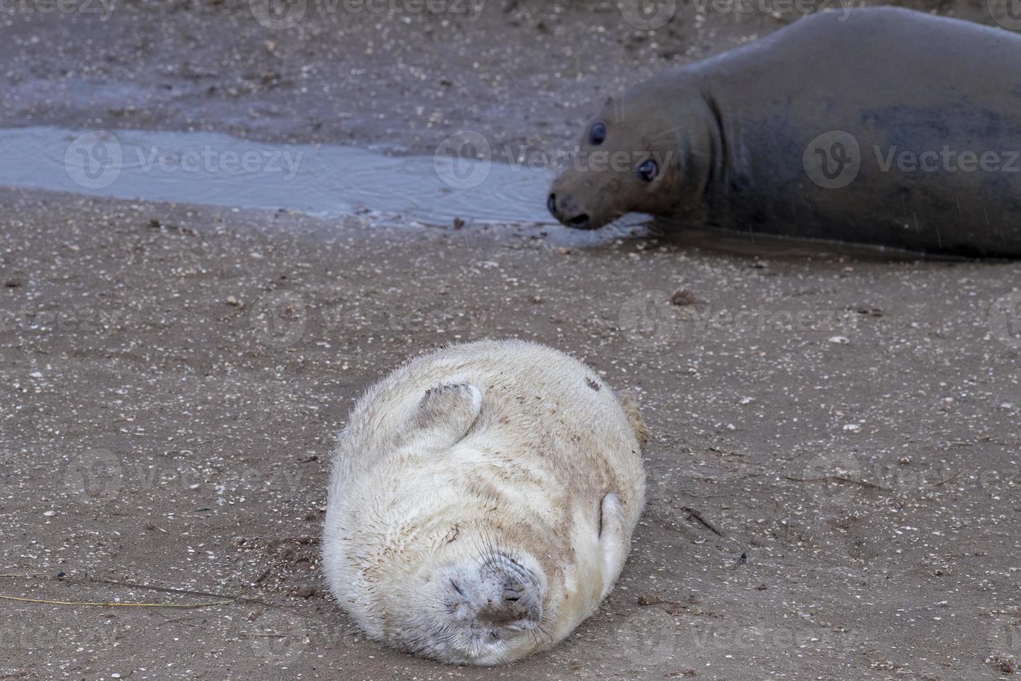 grey seal puppy while relaxing on the beach in Great Britain photo