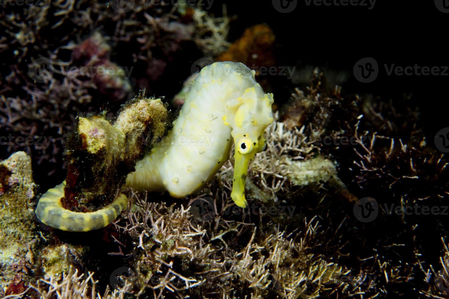 A yellow kuda female sea horse in Philippines photo