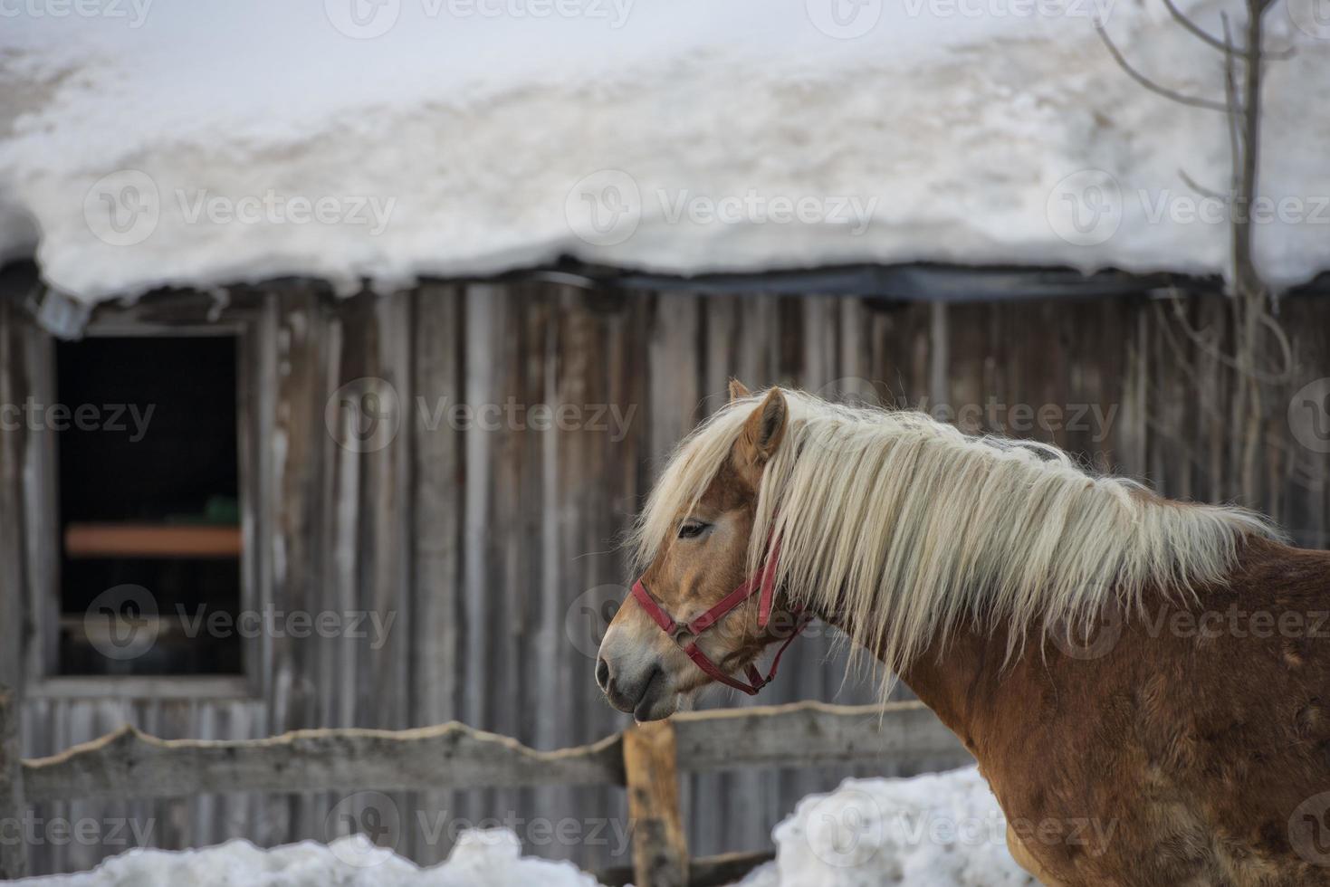 Horse portrait on the white snow photo