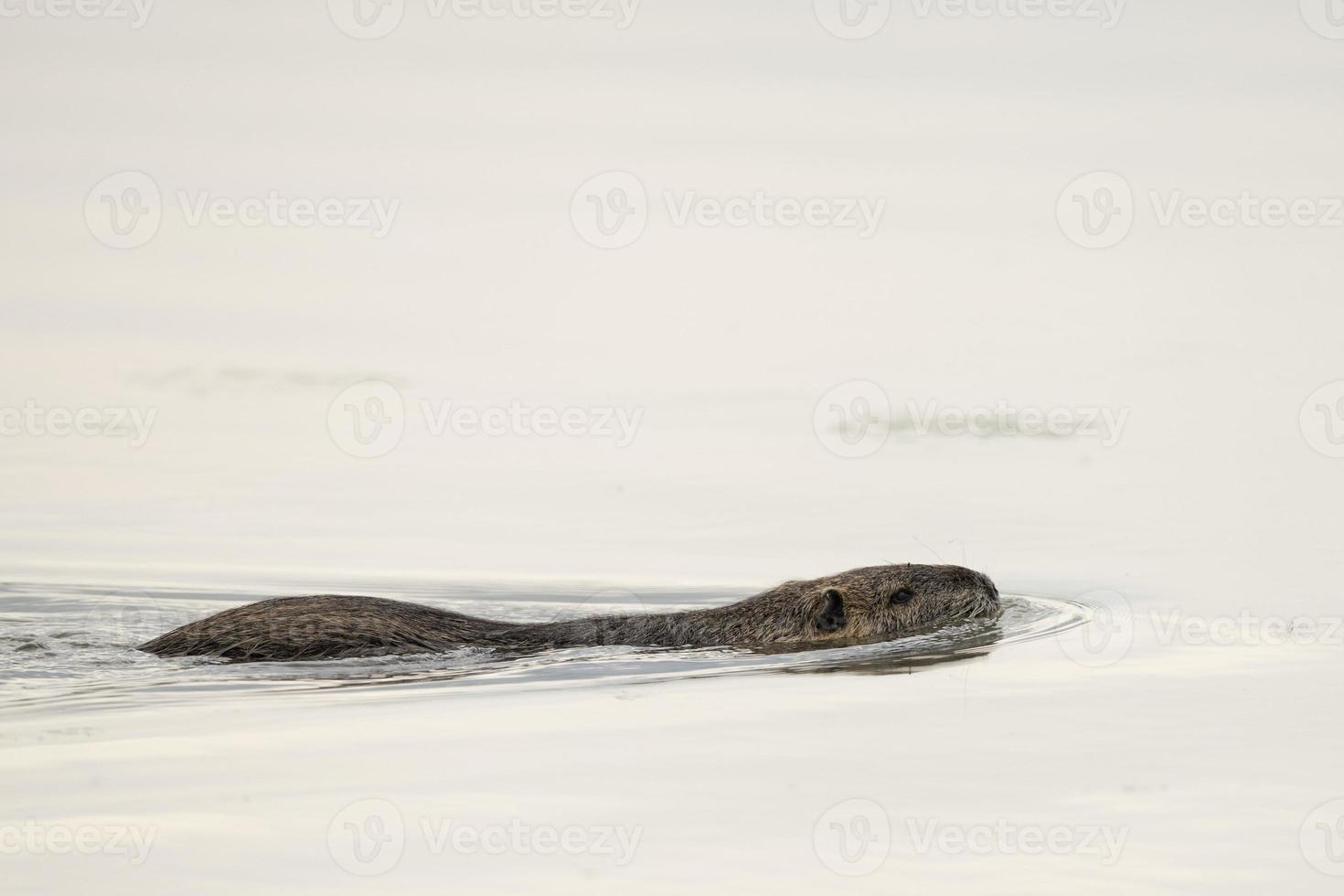 Isolated Beaver coypu while swimming photo