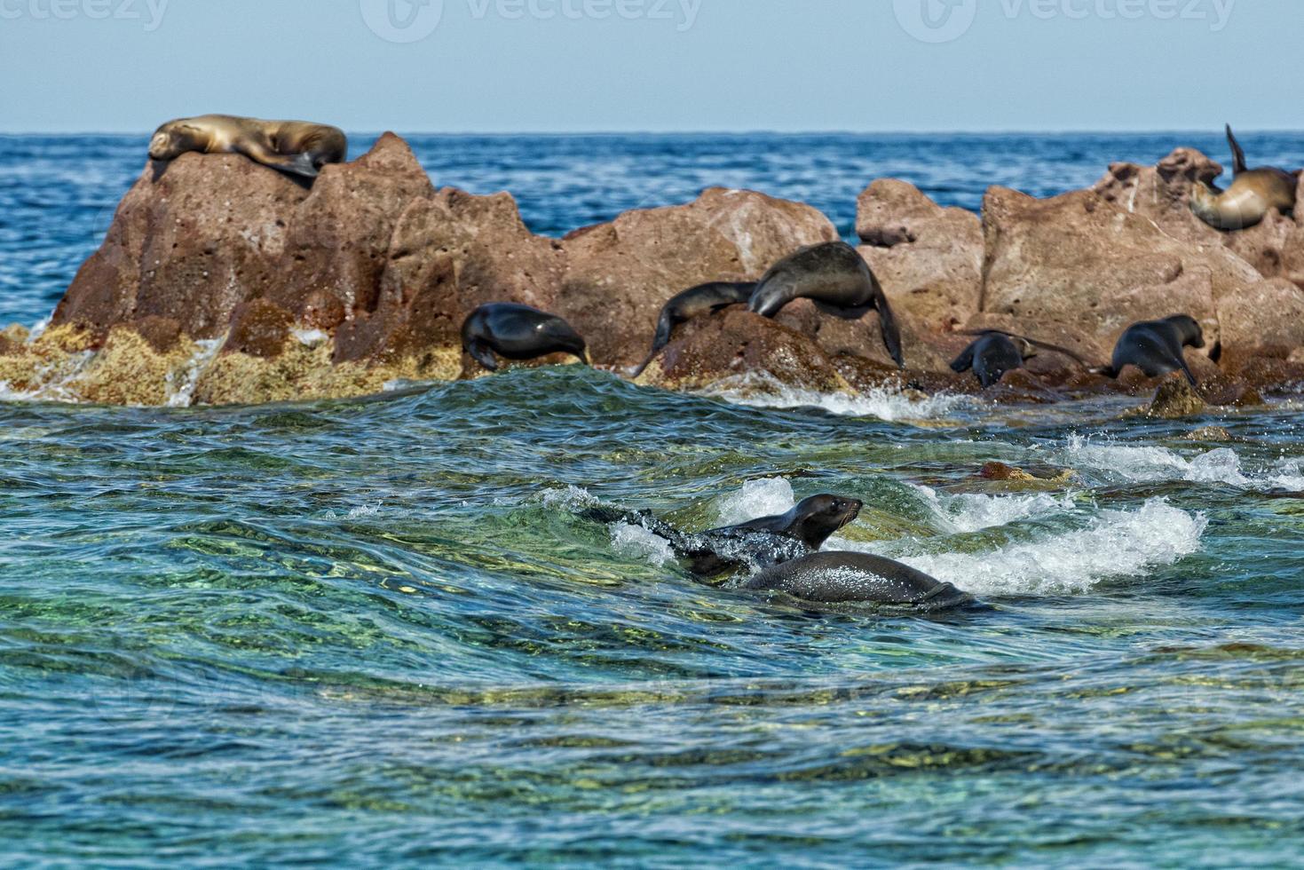 los islotes mexico espiritu santu island sea lion retreat photo