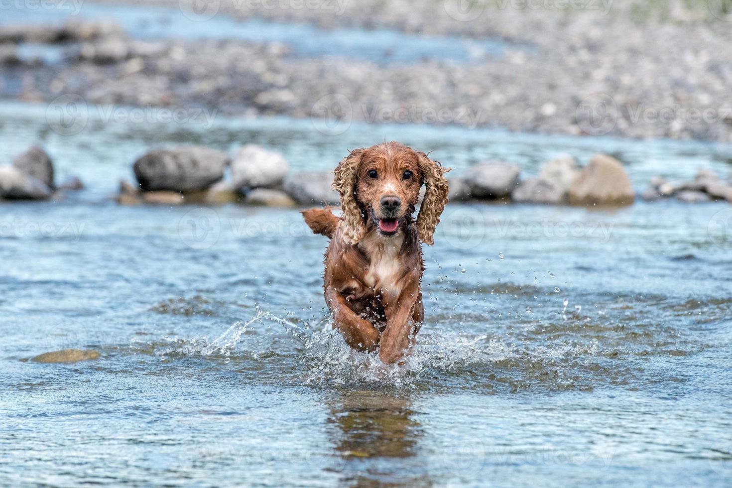 cachorro perro joven cocker spaniel inglés mientras corre en el agua foto