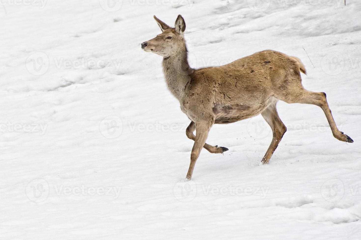 Deer on the snow background photo