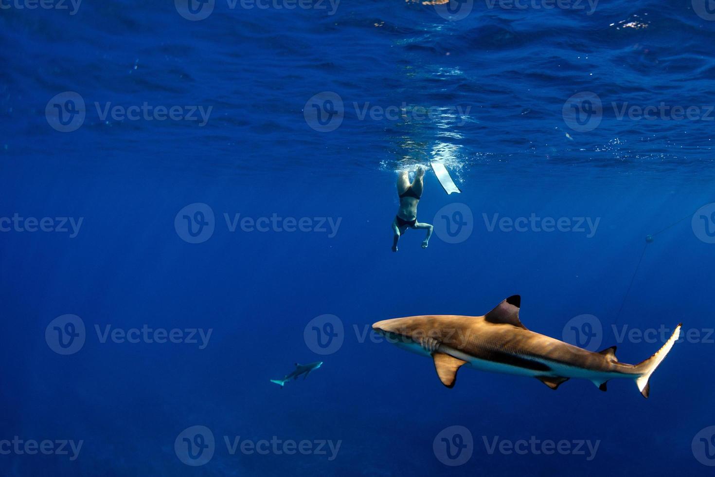 people snorkeling with sharks in blue ocean of polynesia photo