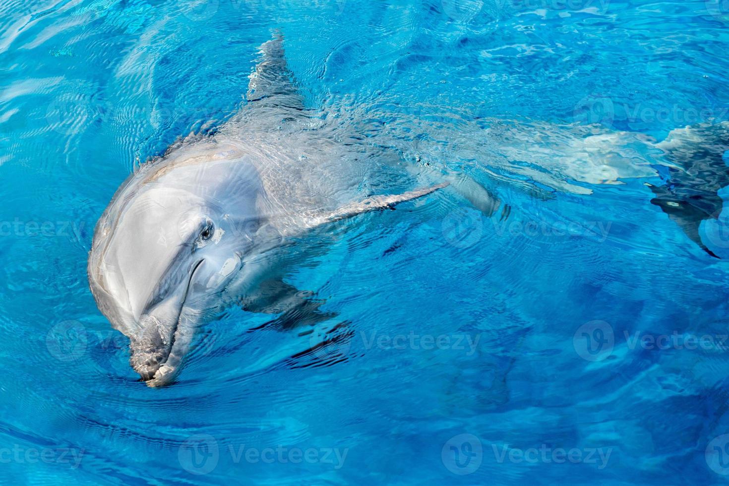 dolphin smiling eye close up portrait detail photo