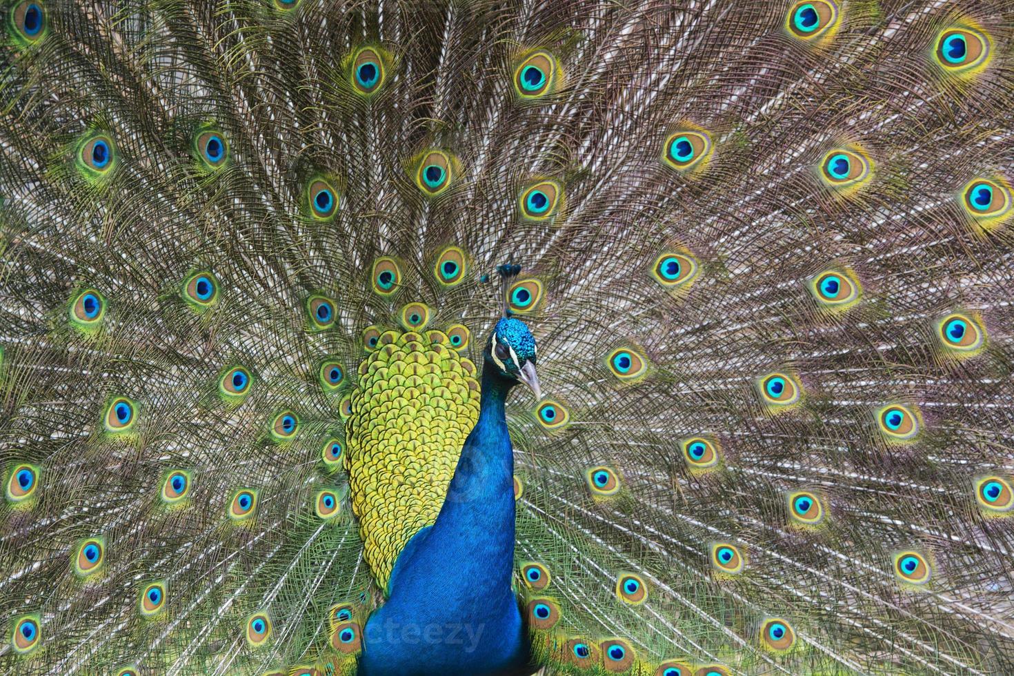 pavo real ave maravilloso pluma rueda abierta retrato foto