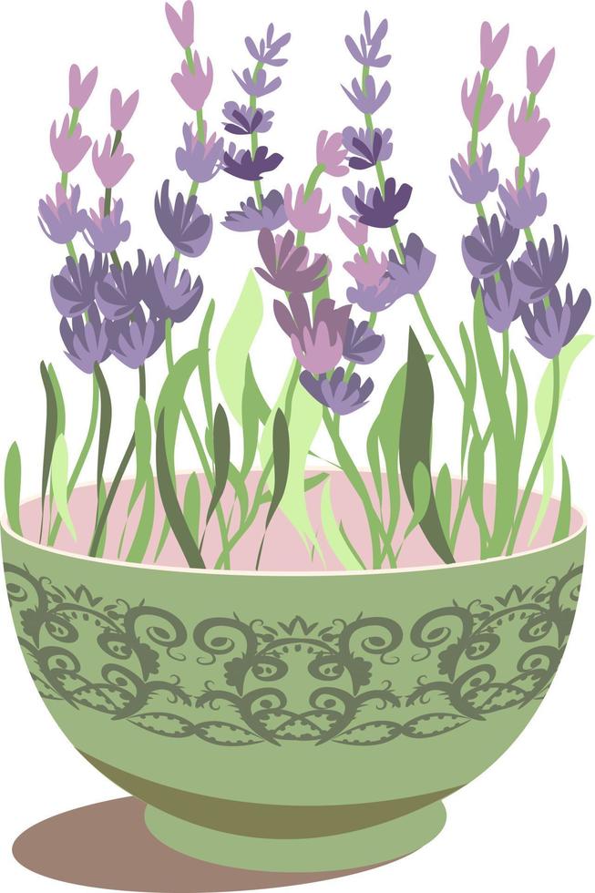 potted lavender.vector illustration of wildflowers vector