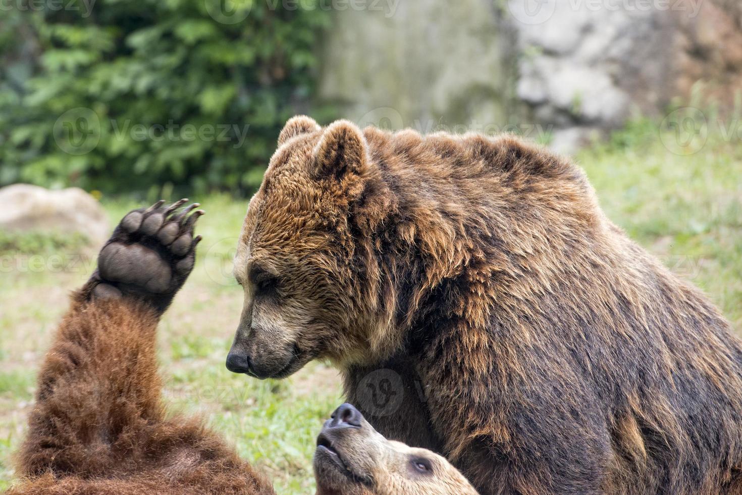 Two brown grizzly bears while fighting photo